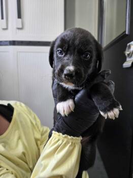 Rescue Beagle Dogs for Adoption in Richmond, Kentucky - Parsley | PetCurious