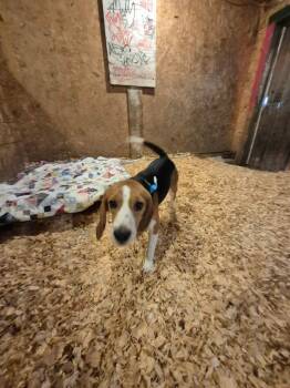 B3 Frank -  Beagle Dog Available for Adoption in Ashland, Wisconsin - B3 Frank | PetCurious