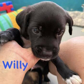 Chihuahua and Terrier Dogs Available for Adoption in Carmel Hamlet, New York - Willy | PetCurious
