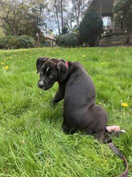 Boxer Dogs Available for Adoption in Berwick, Pennsylvania - Pasta: Gnocci | PetCurious