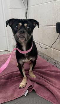 Oso -  Pug and Mixed Breed Dog for Adoption in Kansas City, Missouri - Oso | PetCurious