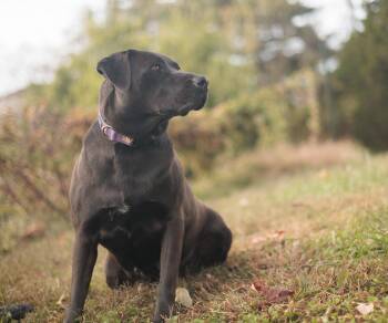Rescue Black Labrador Retriever and Mixed Breed Dogs for Adoption in Gradyville, Kentucky - Ebony | PetCurious