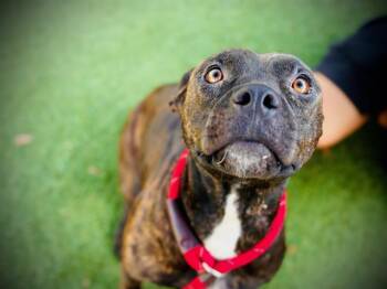 Rescue Pit Bull Terrier Dogs for Adoption in Orlando, Florida - WEDNESDAY | PetCurious