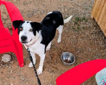 STORM -  Mixed Breed Dog for Adoption in Santa Fe, New Mexico - STORM | PetCurious