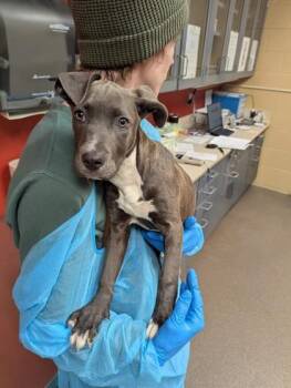 Mixed Breed Dogs Available for Adoption in Wichita, Kansas - Hermit Purple | PetCurious