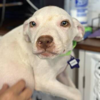 Kit Kat -  Mixed Breed Dog for Adoption in San Francisco, California - Kit Kat | PetCurious