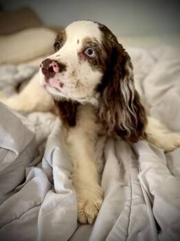 Jasper -  Cocker Spaniel Dog for Adoption in Austin, Texas - Jasper | PetCurious