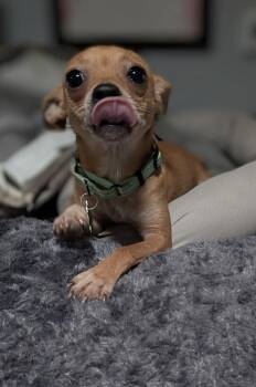 Petra -  Chihuahua Dog for Adoption in Charlotte, North Carolina - Petra | PetCurious