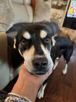 Bonnie -  Shepherd Dog for Adoption in Fort Worth, Texas - Bonnie | PetCurious