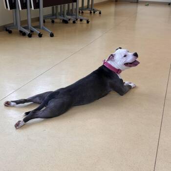Pit Bull Terrier and Mixed Breed Dogs Available for Adoption in Roanoke, Virginia - Stormy | PetCurious
