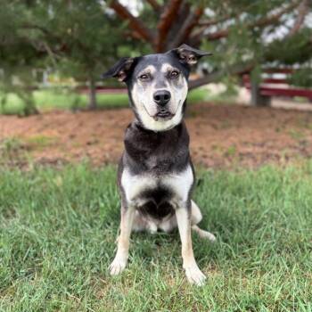 Sybil -  Shepherd and Mixed Breed Dog for Adoption in Fargo, North Dakota - Sybil | PetCurious