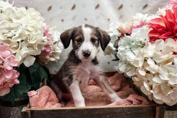 Hubbard Squash -  Terrier Dog for Adoption in Newberg, Oregon - Hubbard Squash | PetCurious