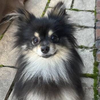 Fred (In Foster Home) -  Pomeranian Dog for Adoption in Orland Hills, Illinois - Fred (In Foster Home) | PetCurious