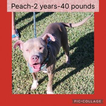 Rescue Pit Bull Terrier Dogs for Adoption in New Iberia, Louisiana - Peach | PetCurious