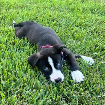 Sky Pup: Cassie -  Husky and Mixed Breed Dog for Adoption in Falls Church, Virginia - Sky Pup: Cassie | PetCurious