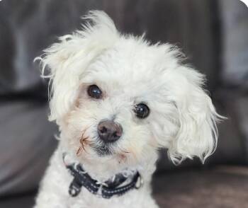 Maltipoo Dogs Available for Adoption in San Ramon, California - Junior | PetCurious