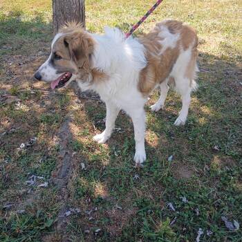 Brutus -  Collie and Australian Cattle Dog Blue Heeler Dog for Adoption in Maynardville, Tennessee - Brutus | PetCurious