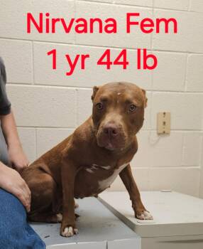 Nirvana -  Pit Bull Terrier Dog for Adoption in Herndon, Virginia - Nirvana | PetCurious