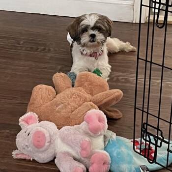 Shih Tzu Dogs Available for Adoption - Cannoli | PetCurious