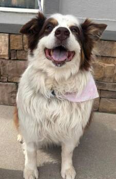 Australian Shepherd Dogs Available for Adoption - Gabby | PetCurious