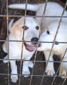 Nutmeg -  Great Pyrenees and Australian Shepherd Dog for Adoption in Mcconnelsville, Ohio - Nutmeg | PetCurious