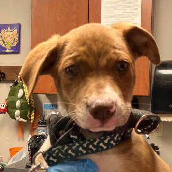 Seamonkey -  Pit Bull Terrier and Mixed Breed Dog Available for Adoption in Yuma, Arizona - Seamonkey | PetCurious