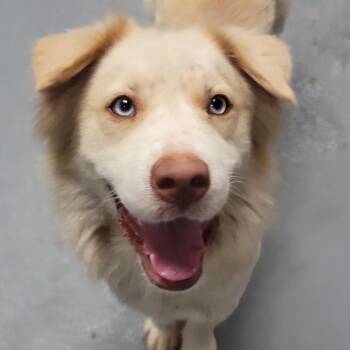 Jarvis -  Mixed Breed Dog for Adoption in Sarasota, Florida - Jarvis | PetCurious
