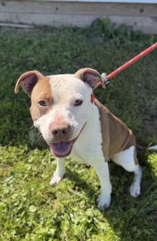 Bugsy -  Mixed Breed Dog for Adoption in Wooster, Ohio - Bugsy | PetCurious