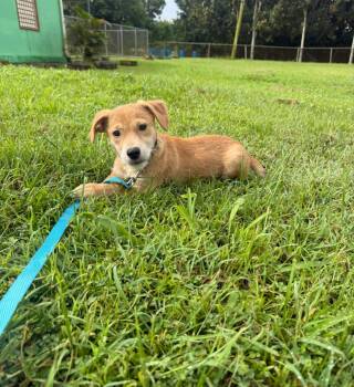 Terrier Dogs Available for Adoption - Glenn | PetCurious
