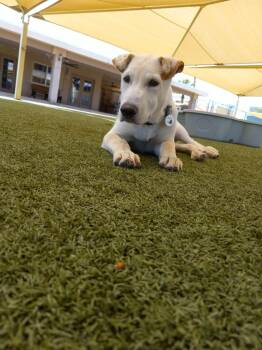 Ruckus -  Yellow Labrador Retriever Dog for Adoption in Phoenix, Arizona - Ruckus | PetCurious