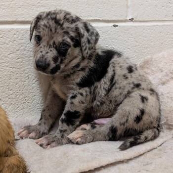 Puppy 2/Midland -  Catahoula Leopard Dog and Shepherd Dog for Adoption in Buchanan Dam, Texas - Puppy 2/Midland | PetCurious