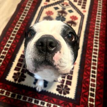 Boston Terrier Dogs Available for Adoption in Sinking Spring, Pennsylvania - Whoopie | PetCurious