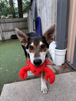 LOBSTAH ROLL- ADOPTON FEE SPONSORED -  Shepherd and Husky Dog for Adoption in Pembroke, Massachusetts - LOBSTAH ROLL- ADOPTON FEE SPONSORED | PetCurious