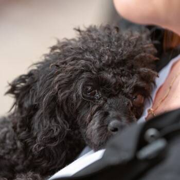 Twyla -  Poodle Dog for Adoption in Chester Springs, Pennsylvania - Twyla | PetCurious