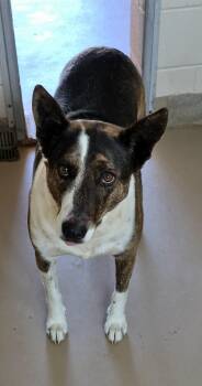 Sitka -  Australian Cattle Dog Blue Heeler Dog for Adoption in Sierra Vista, Arizona - Sitka | PetCurious