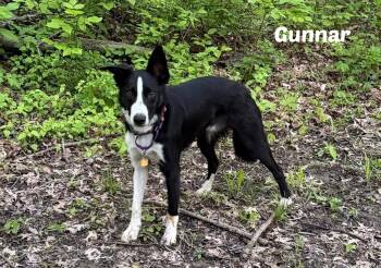 Gunnar -  Border Collie Dog Available for Adoption in Seymour, Indiana - Gunnar | PetCurious