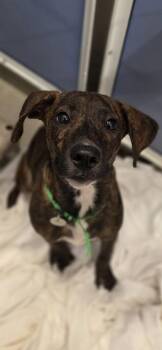 Whippet and Mixed Breed Dogs Available for Adoption in Honolulu, Hawaii - Peyton | PetCurious