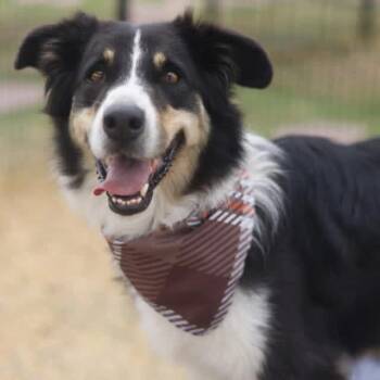 Australian Shepherd Dogs Available for Adoption - Georgie  | PetCurious