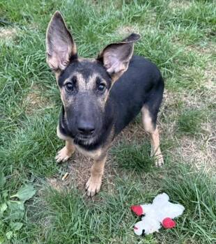 Waterloo -  German Shepherd Dog Dog for Adoption in Cheektowaga, New York - Waterloo | PetCurious
