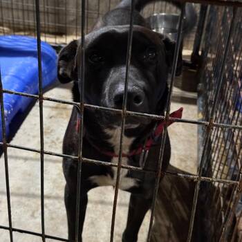 Gilmore Gilyard -  Labrador Retriever and Mixed Breed Dog for Adoption in Fort Smith, Arkansas - Gilmore Gilyard | PetCurious