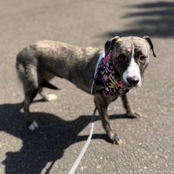 Ellie -  Pit Bull Terrier and Mixed Breed Dog for Adoption in Newberg, Oregon - Ellie | PetCurious