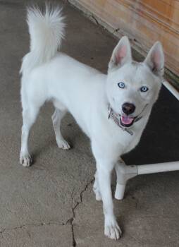 Major -  Siberian Husky Dog for Adoption in Huron, South Dakota - Major | PetCurious