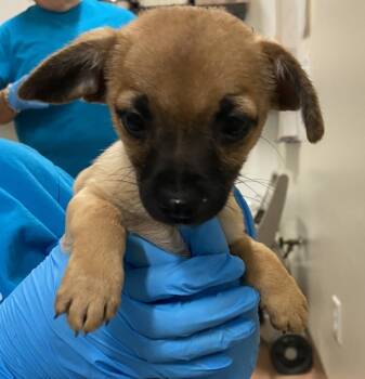 Rescue Chihuahua Dogs for Adoption in Kennewick, Washington - Felix | PetCurious