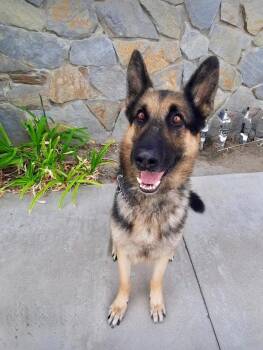 Loki -  German Shepherd Dog Dog for Adoption in Irvine, California - Loki | PetCurious