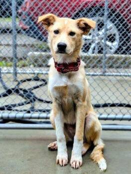 Spaniel and Retriever Dogs Available for Adoption in Bedford Hills, New York - Goldy | PetCurious