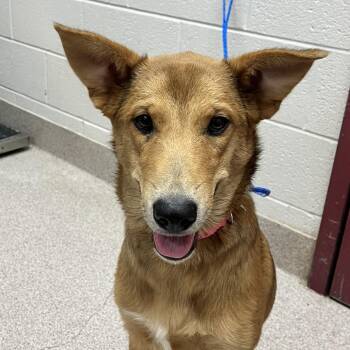 Peanut Butter -  Shepherd Dog for Adoption in Ardmore, Oklahoma - Peanut Butter | PetCurious