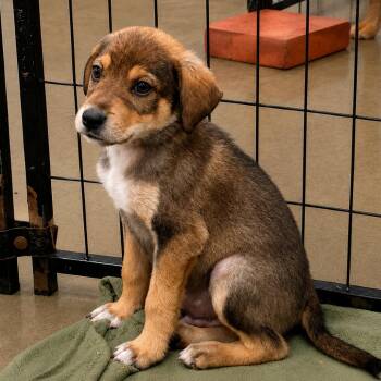 Wallen -  Shepherd Dog for Adoption in Parrish, Alabama - Wallen | PetCurious