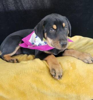 Quiche -  Labrador Retriever and Mixed Breed Dog for Adoption in Leesburg, Alabama - Quiche | PetCurious