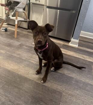 Labrador Retriever and Australian Cattle Dog Blue Heeler Dogs Available for Adoption - Lucy (Suzie