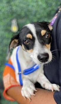 61734442 -  Rat Terrier and Mixed Breed Dog for Adoption in El Paso, Texas - 61734442 | PetCurious